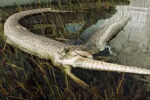 Xem trăn khổng lồ và rắn thê thảm vì tham ăn (2)