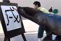 Ngưỡng mộ sư tử biển viết thư pháp đón năm mới