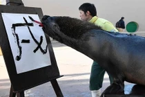 Ngưỡng mộ sư tử biển viết thư pháp đón năm mới