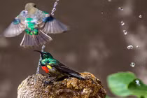 Ba "thanh niên" chim đánh nhau tơi tả để lấy chỗ tắm