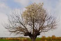 Bí ẩn cây mọc trên cây siêu kỳ quái, ai cũng tò mò