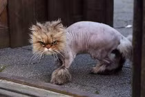 Mèo đáng yêu siêu cá tính với những bộ lông có 1-0-2