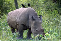 Những sự thật khó tin nổi về loài tê giác trắng