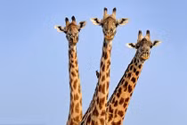 Thích thú hình ảnh hươu ba đầu ở Zambia 