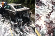 Rợn người cảnh nghìn con lươn "nhầy nhụa" trên đường cái 