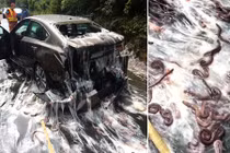 Rợn người cảnh nghìn con lươn "nhầy nhụa" trên đường cái 