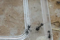 Kịch tính kiến anh hùng cứu bạn thoát khỏi lưới nhện độc 