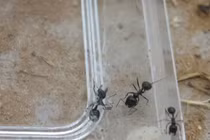 Kịch tính kiến anh hùng cứu bạn thoát khỏi lưới nhện độc 