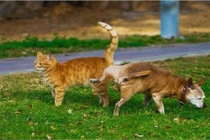 "Chết điếng" những khoảnh khắc vô cùng xấu hổ của loài chó 