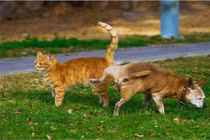 "Chết điếng" những khoảnh khắc vô cùng xấu hổ của loài chó 