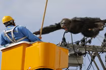 Kinh hoàng tinh tinh xổng chuồng nổi điên đu dây điện 