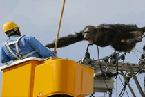 Kinh hoàng tinh tinh xổng chuồng nổi điên đu dây điện 