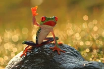 Cực ấn tượng động vật giơ tay "xin chào" với con người 