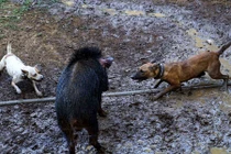 Ám ảnh cảnh lợn rừng và chó săn tử chiến mua vui cho người