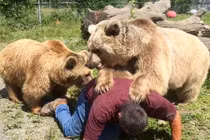 Sự thật phía sau bức ảnh người đàn ông bị gấu vồ kinh dị