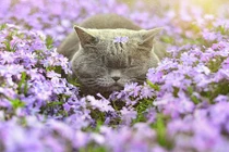 Những động vật có thú “chơi hoa” ngày Tết