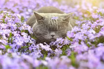 Những động vật có thú “chơi hoa” ngày Tết