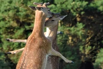 Hươu đực ôm chặt nhau “tình tứ”, mặc kệ con cái