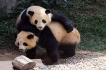 Kungfu Panda phiên bản gấu trúc thực tế siêu đáng yêu