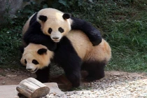 Kungfu Panda phiên bản gấu trúc thực tế siêu đáng yêu