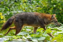 Ngắm vẻ đẹp hoang dại của sói rừng Việt Nam