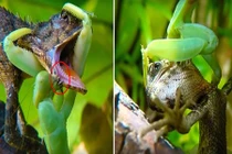 Ghê rợn bọ ngựa săn giết, xẻ thịt thằn lằn