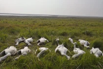 Rợn người diệc trắng, cò quý hiếm bị đầu độc hàng loạt 