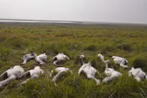 Rợn người diệc trắng, cò quý hiếm bị đầu độc hàng loạt 