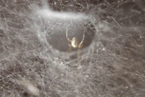 Tai ngứa, chàng trai kiểm tra, phát hiện điều lạ kinh hoàng