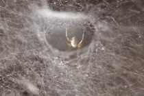 Tai ngứa, chàng trai kiểm tra, phát hiện điều lạ kinh hoàng