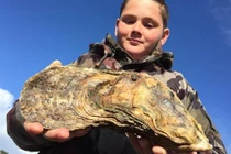 Bí ẩn hàu "thành tinh" vừa bị bé trai bắt được