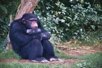 Điểm danh những động vật thô lỗ nhất mọi thời đại