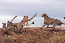 Báo đốm mẹ kịch chiến với bạn tình bảo vệ con 