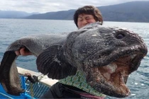 Bắt được "quái vật" biển cá sói đột biến vì phóng xạ