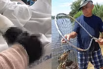 Chuyện lạ hôm nay: Bắt cua biển, người đàn ông gặp điều kinh sợ 