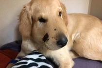 Không quản nguy cứu chủ, chó cưng bị rắn độc cắn đau đớn