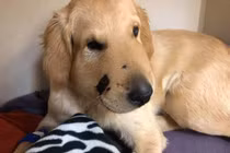 Không quản nguy cứu chủ, chó cưng bị rắn độc cắn đau đớn