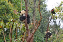 Ngắm gấu trúc con vui đùa dưới trời mưa cực đáng yêu