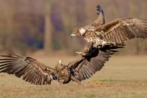 Đại bàng kịch chiến tranh giành xác cáo đỏ