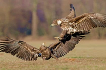 Đại bàng kịch chiến tranh giành xác cáo đỏ