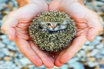 Ngắm “quái thú lai” cực độc ra đời nhờ photoshop