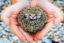 Ngắm “quái thú lai” cực độc ra đời nhờ photoshop