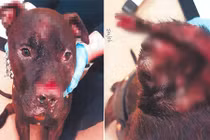 Chuyện lạ hôm nay: Kinh hoàng chủ nhân cắn nát mặt chó cưng