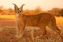 Ảnh siêu độc về loài mèo hoang dã caracal