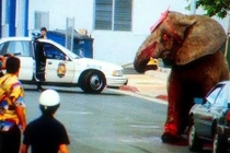 Ngược đãi, lạm dụng voi khổng lồ, huấn luyện viên trả giá kinh hoàng