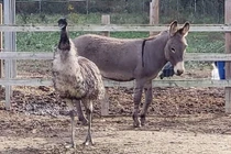 Tình yêu điên cuồng, đến mất lý trí giữa lừa và đà điểu 