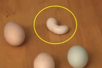 Lý giải bí ẩn gà đẻ ra trứng hình hạt đậu 