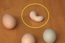 Lý giải bí ẩn gà đẻ ra trứng hình hạt đậu 