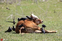 Bò sữa chán đời, mặc đàn quạ làm vương làm tướng