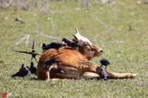 Bò sữa chán đời, mặc đàn quạ làm vương làm tướng